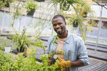 Working on an organic farm. A man tending young plants in a glass house. - MINF01224