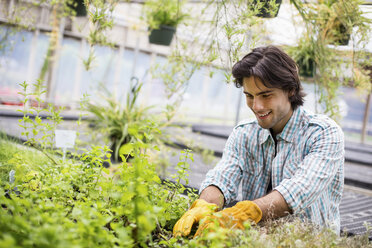 Arbeit auf einem Bio-Bauernhof: Ein Mann pflegt junge Pflanzen in einem Glashaus. - MINF01226