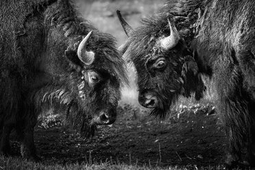 Zwei amerikanische Bisons stehen sich im Yellowstone National Park Kopf an Kopf gegenüber. - MINF01443