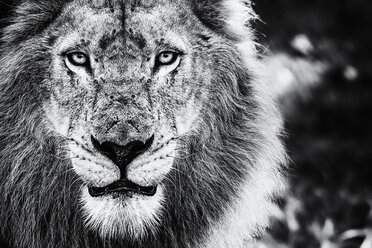 Das Gesicht eines männlichen Löwen, Panthera leo - MINF01444