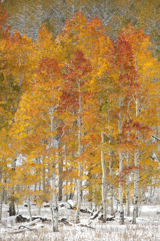 Ahorn- und Espenbäume in voller Herbstfärbung in einem Waldgebiet., lizenzfreies Stockfoto