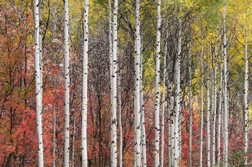 Espen und Ahornbäume im Herbst. - MINF01465