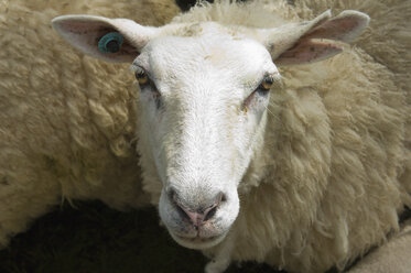 Schafe in einem Pferch auf einem Bauernhof. - MINF01477