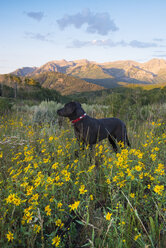 Ein schwarzer Labradorhund auf einer Wildblumenwiese bei Sonnenuntergang. - MINF01478