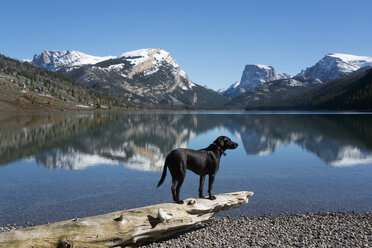 A black Labrador dog - MINF01480