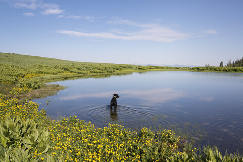 Ein schwarzer Labrador-Hund paddelt im Wasser eines Sees. - MINF01483