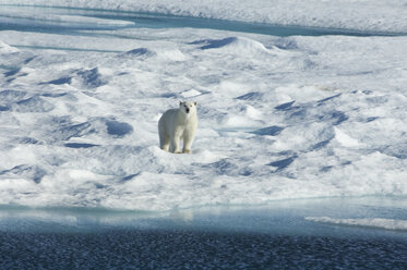 A polar bear walking across the uneven surface of an icefield, looking around with it's head up. - MINF01536