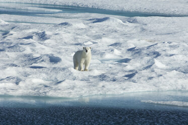 Ein Eisbär, der über die unebene Oberfläche eines Eisfeldes läuft und sich mit erhobenem Kopf umsieht. - MINF01536