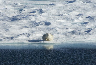 Ein Eisbär liegt auf dem Eis und schaut direkt in die Kamera. - MINF01537