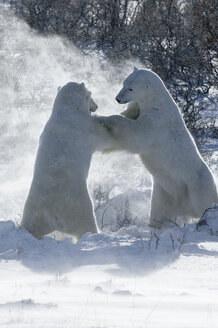 Two polar bears standing upright on their hind legs wrestling each other. - MINF01538