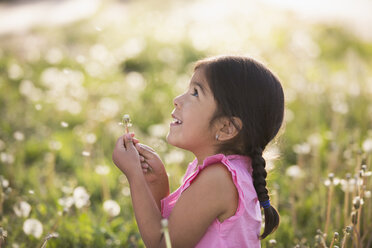 A young child in a field of flowers, blowing the fluffy seeds off a dandelion seedhead clock. - MINF01544