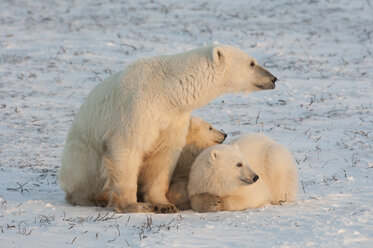 Eine Eisbärenfamilie, ein Erwachsener und zwei Jungtiere in freier Wildbahn, auf einem Schneefeld bei Sonnenuntergang. - MINF01550