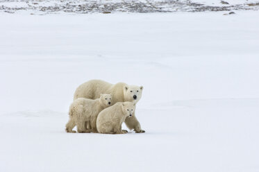 A polar bear group, an adult and two cubs in the wild. - MINF01551