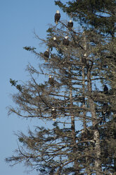 A group of bald eagles, Haliaeetus leucocephalus, roosting in tall pine trees. - MINF01552