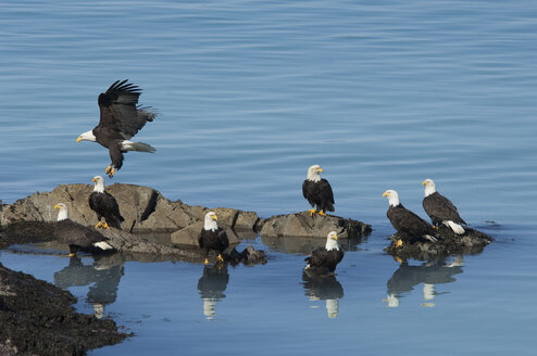 A group of bald eagles, Haliaeetus leucocephalus, perched on rocks by water. - MINF01553