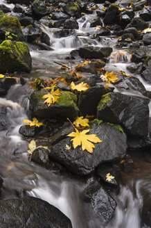 Herbstliche Ahornblätter auf den glatten Felsen am Starvation Creek Wasserfall in der Columbia River Gorge. - MINF01555