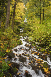 Starvation Creek Falls, der Bach und der Blick auf den Wasserfall in der Columbia River Gorge. - MINF01556