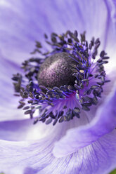 Das Zentrum und die Staubgefäße einer violetten Blüte. - MINF01583