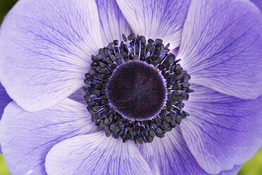 Close up of the centre of a purple flower. - MINF01584