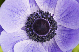 Nahaufnahme der Mitte einer violetten Blüte. - MINF01584