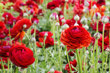 Rote Hahnenfußblüten in einem Blumenbeet. - MINF01585