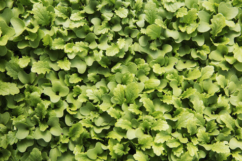 Kleine Salatblätter, Mikroblätter im Wachstum, Ansicht von oben. - MINF01587