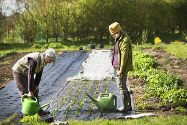 Two people working watering small seedling plants in a vegetable garden. - MINF01610