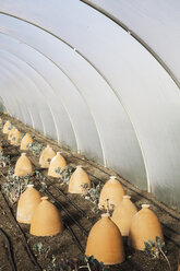 Ein Polytunnel mit Reihen von Terrakotta-Clogs zum Schutz der Pflanzen. - MINF01613