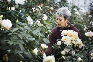 Eine Frau schneidet Blumen in einem biologischen Blumengarten einer kommerziellen Gärtnerei. - MINF01655