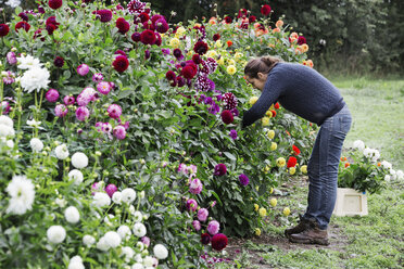 Eine Frau arbeitet in einer Bio-Gärtnerei und schneidet Blumen für Gestecke und kommerzielle Aufträge. - MINF01663