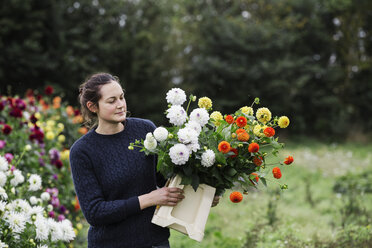 Eine Frau arbeitet in einer Bio-Gärtnerei und schneidet Blumen für Gestecke und kommerzielle Aufträge. - MINF01666