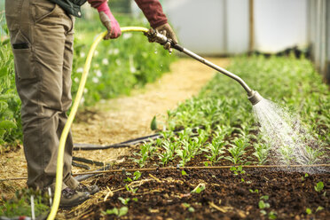 Ein Arbeiter in einem Polytunnel bewässert junge Setzlinge mit einem Schlauch. - MINF01672