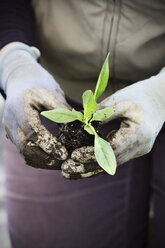 A person kneeling and holding small plug plants for planting. - MINF01673