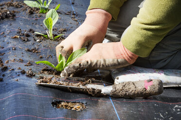 A person kneeling and planting small plant plugs with root networks into a soil bed covered with moisture retaining matting. - MINF01674