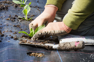 Eine Person, die kniend kleine Pflanzen mit Wurzelgeflecht in ein mit einer feuchtigkeitsspeichernden Matte bedecktes Bodenbeet pflanzt. - MINF01674