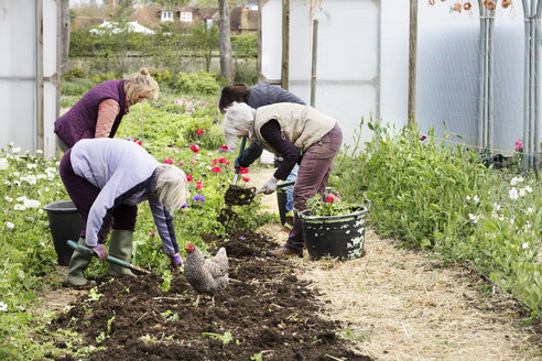 Vier Personen, Frauen, arbeiten in einem Polytunnel, um Pflanzen aus dem Boden zu holen. - MINF01676