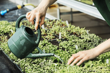 Micro leaves, edible salad plant leaves being watered by hand. - MINF01681