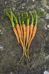 Fresh clean carrots with green leafy tops, laid out in a display. - MINF01775