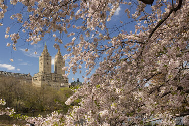 Kirschblüten im Frühling im Central Park, Manhattan, mit den Zwillingstürmen des El Dorado, 300 Central Park West, im Hintergrund. - MINF01786