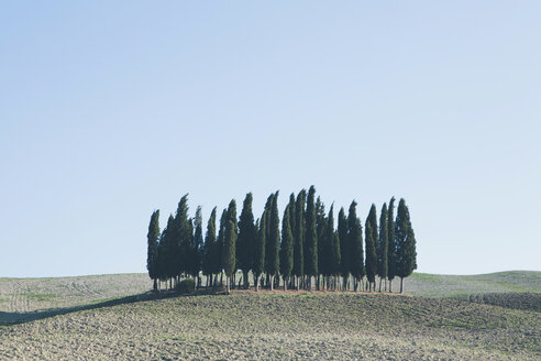 Eine toskanische Landschaft, gepflügte Felder und Blick auf eine kleine Anhöhe und einen Zypressenhain. - MINF01815