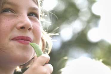 A child, a young girl eating a freshly picked organic snap pea in a garden. - MINF01833