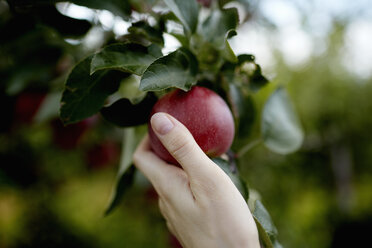 A hand reaching up into the boughs of a fruit tree, picking a red ripe apple. - MINF01882