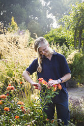 Gärtnerin schneidet eine Blume in den Waterperry Gardens in Oxfordshire. - MINF01940