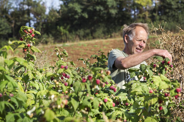 A man picking soft fruit, autumn raspberries from the canes in full sunlight. - MINF01954