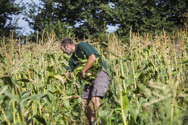 A man harvesting ripe sweet corn cobs, - MINF01958