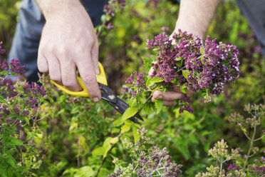 Ein Gärtner mit einer Schere, der frische Kräuter und Salatpflanzen erntet. - MINF01962
