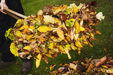 Eine Harke und gefallenes Herbstlaub - MINF02008