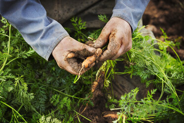 Eine Person hebt Karotten auf einem Feld auf und reinigt sie. - MINF02009