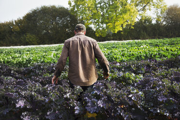 A man walking through a field full of growing crops on a small farm. - MINF02017