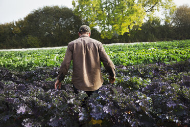 Ein Mann geht durch ein Feld voller wachsender Feldfrüchte auf einem kleinen Bauernhof. - MINF02017